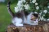 yozefboy65weeks16610_small.jpg