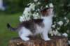 yozefboy65weeks16612_small.jpg