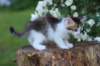 yozefboy65weeks16614_small.jpg