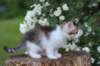 yozefboy65weeks16615_small.jpg