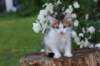 yozefboy65weeks1661_small.jpg