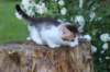 yozefboy65weeks1663_small.jpg
