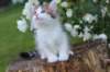 yozefboy65weeks1666_small.jpg