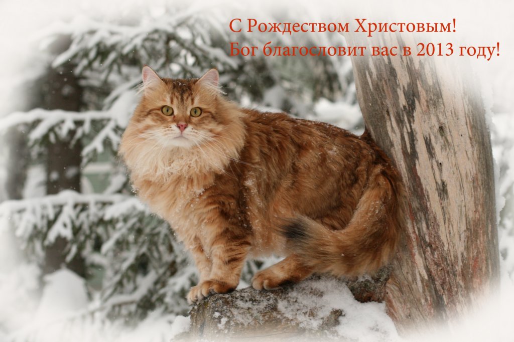 iloistajoulua.jpg