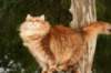 yermolaycrownofsiberia3years9months162201415_small.jpg
