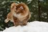 yermolaycrownofsiberia3years9months162201417_small.jpg