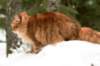 yermolaycrownofsiberia3years9months162201419_small.jpg