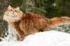 yermolaycrownofsiberia3years9months162201420_small.jpg