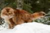 yermolaycrownofsiberia3years9months162201421_small.jpg