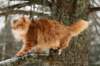 yermolaycrownofsiberia3years9months162201422_small.jpg