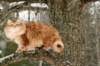 yermolaycrownofsiberia3years9months162201423_small.jpg