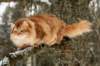 yermolaycrownofsiberia3years9months162201424_small.jpg