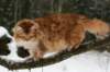 yermolaycrownofsiberia3years9months162201425_small.jpg