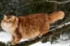 yermolaycrownofsiberia3years9months162201426_small.jpg