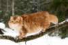 yermolaycrownofsiberia3years9months162201427_small.jpg