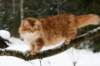 yermolaycrownofsiberia3years9months162201428_small.jpg