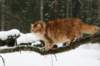 yermolaycrownofsiberia3years9months162201429_small.jpg
