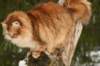 yermolaycrownofsiberia3years9months16220142_small.jpg