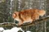 yermolaycrownofsiberia3years9months162201430_small.jpg