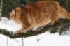 yermolaycrownofsiberia3years9months162201431_small.jpg