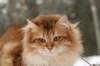 yermolaycrownofsiberia3years9months162201433_small.jpg