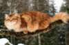 yermolaycrownofsiberia3years9months162201438_small.jpg