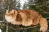 yermolaycrownofsiberia3years9months162201439_small.jpg