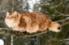 yermolaycrownofsiberia3years9months162201440_small.jpg