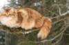 yermolaycrownofsiberia3years9months162201441_small.jpg