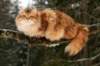 yermolaycrownofsiberia3years9months162201442_small.jpg