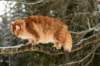 yermolaycrownofsiberia3years9months162201447_small.jpg