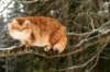 yermolaycrownofsiberia3years9months162201448_small.jpg