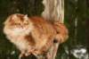 yermolaycrownofsiberia3years9months16220144_small.jpg