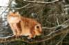 yermolaycrownofsiberia3years9months162201451_small.jpg
