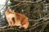 yermolaycrownofsiberia3years9months162201452_small.jpg