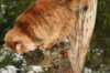 yermolaycrownofsiberia3years9months1622014_small.jpg