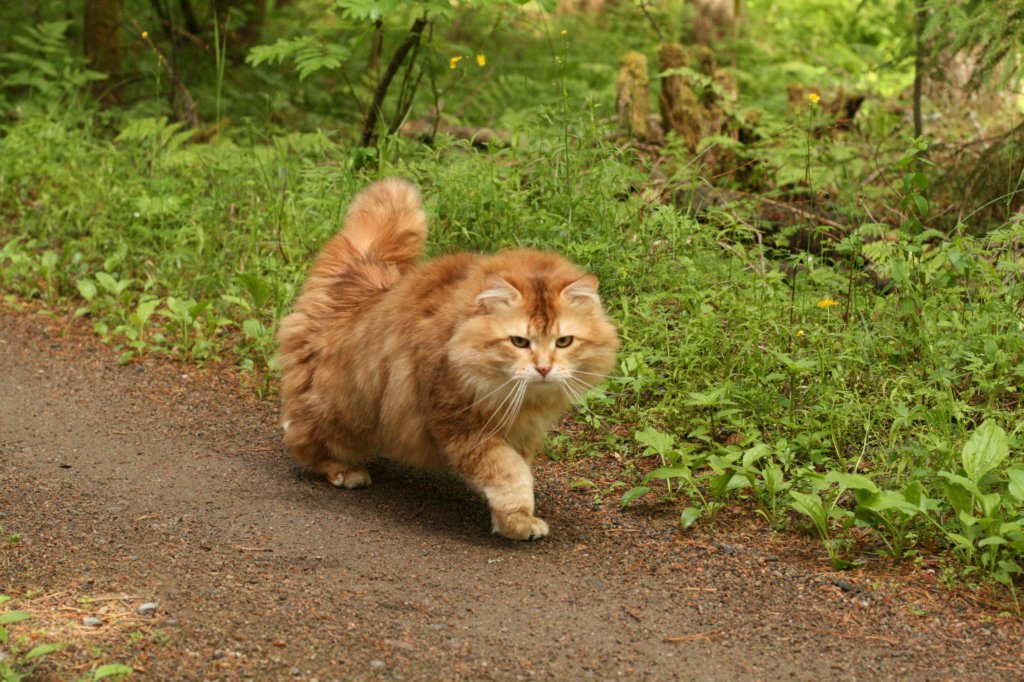 gicyermolaycrownofsiberiaru.jpg