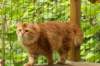 gicyermolaycrownofsiberiaru23_small.jpg