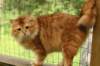 gicyermolaycrownofsiberiaru32_small.jpg
