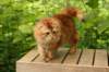 gicyermolaycrownofsiberiaru39_small.jpg