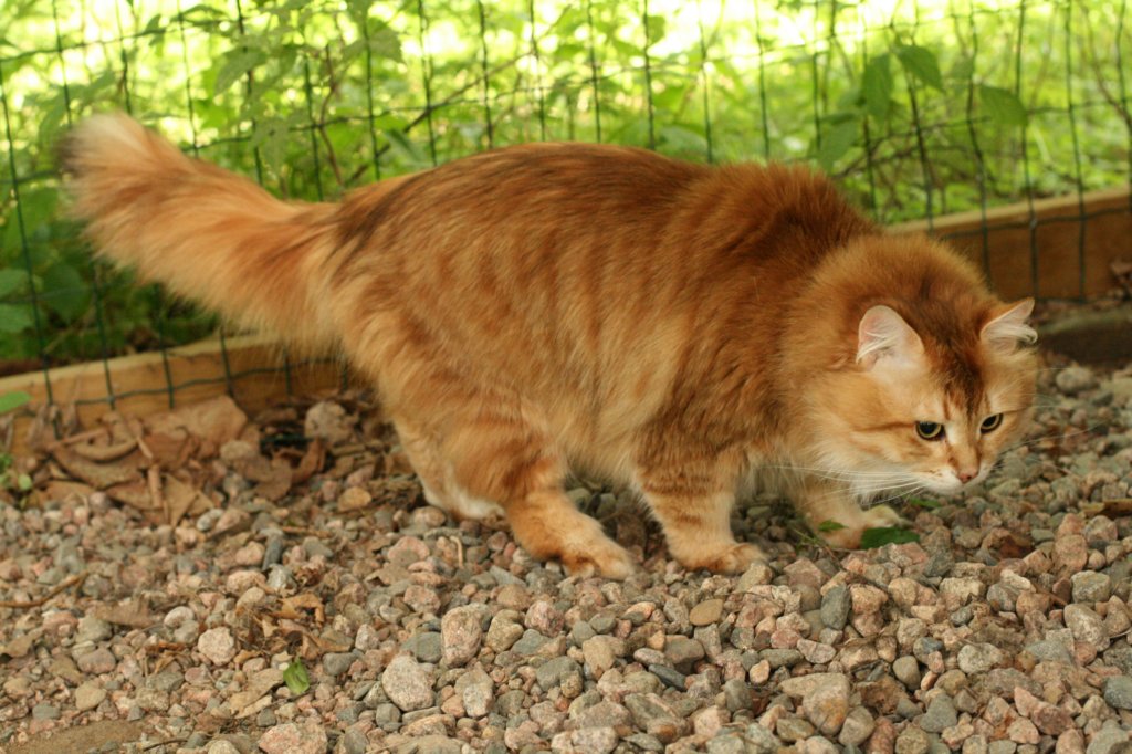 gicyermolaycrownofsiberiaru4.jpg