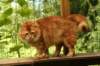 gicyermolaycrownofsiberiaru59_small.jpg