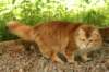 gicyermolaycrownofsiberiaru5_small.jpg