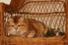 gicyermolaycrownofsiberiaru84_small.jpg