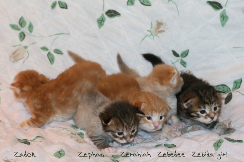 zpennut12.jpg