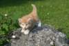 img_6991_small.jpg