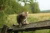 img_9390_small.jpg