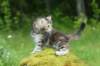 img_8610_small.jpg