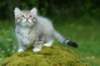 img_8688_small.jpg