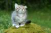 img_8692_small.jpg